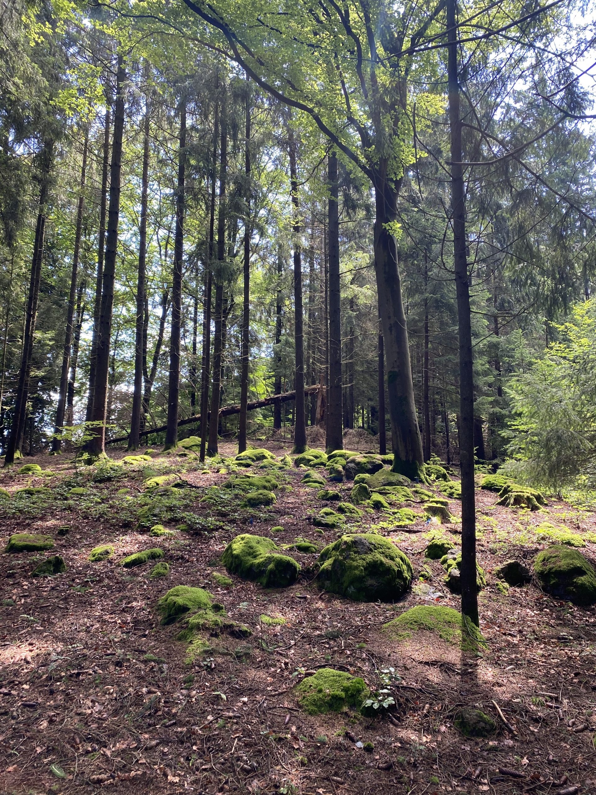 Wald mit bemossten Steinen